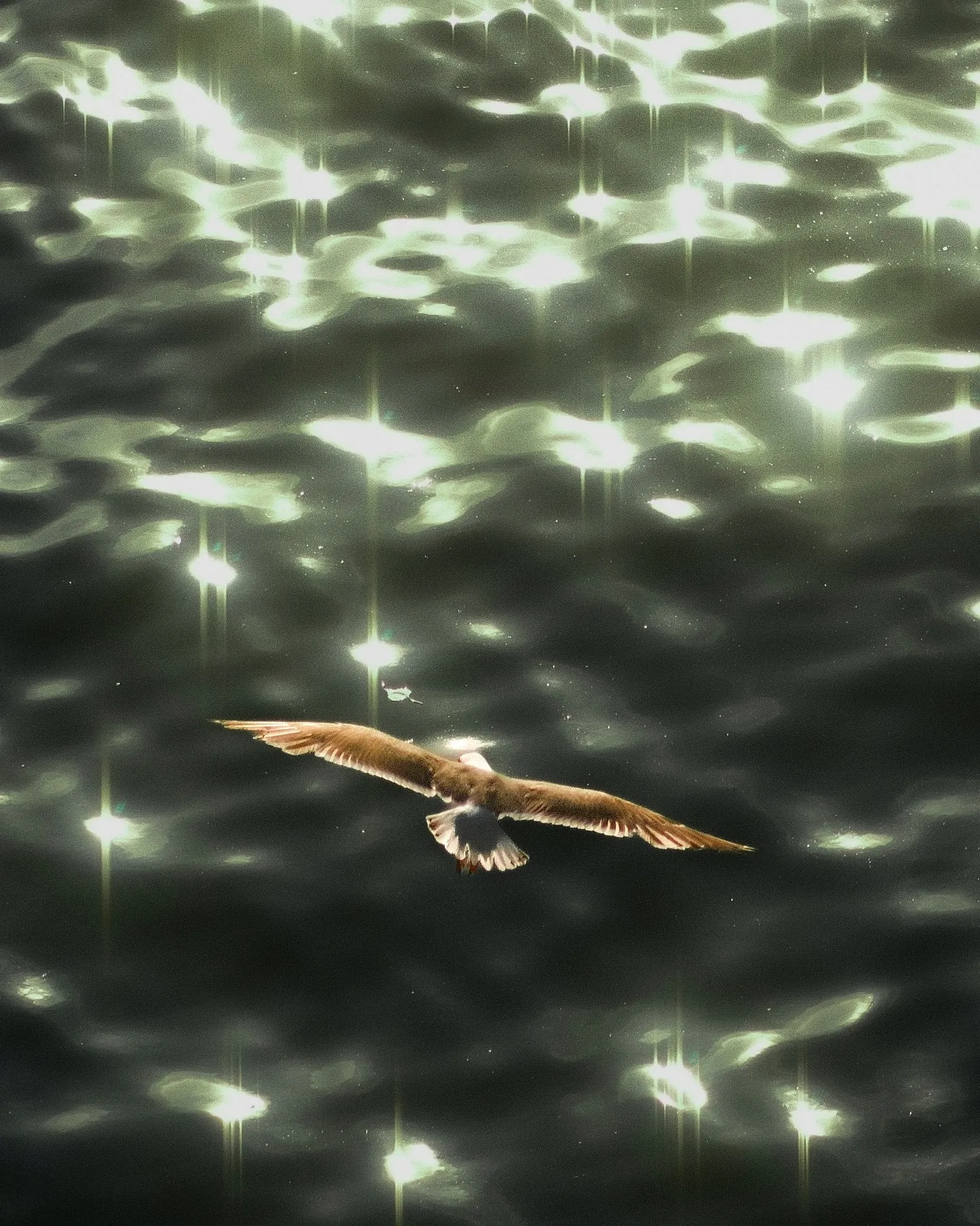 Gliding through the light