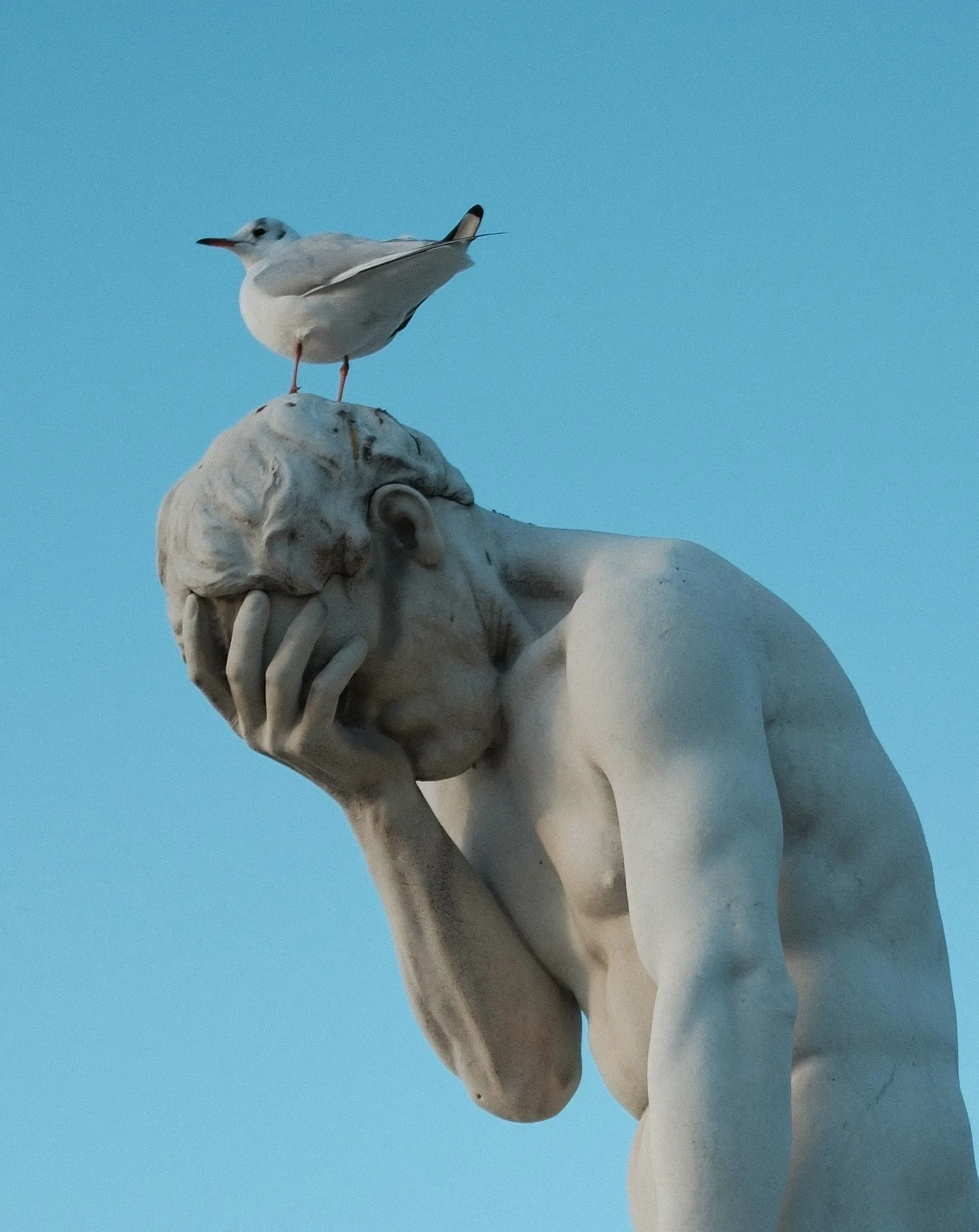 Ridiculously Heavy Birds.