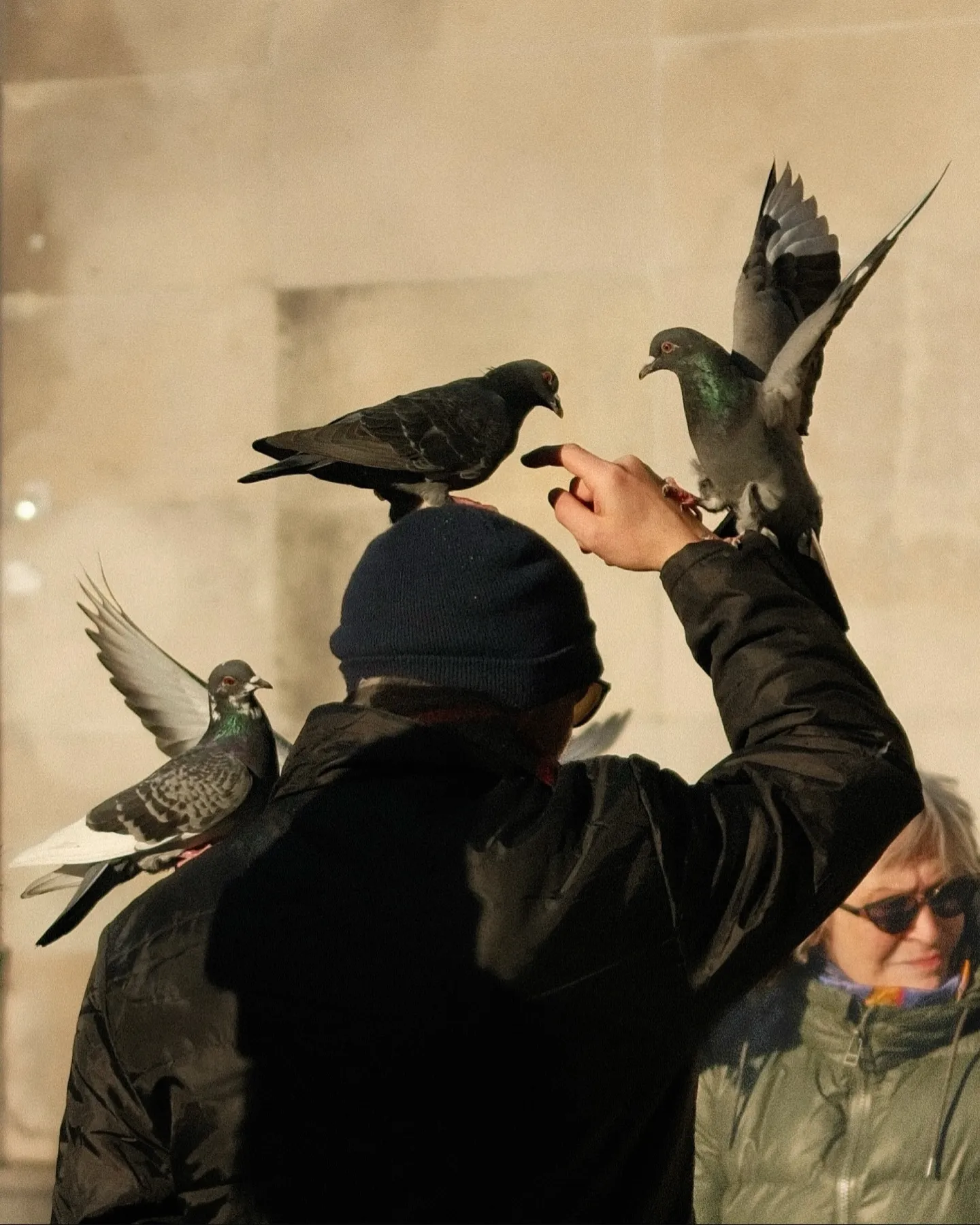 The King of Pigeons